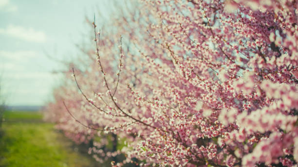 Pink cherry blossom blooming on branches in park during sunny day