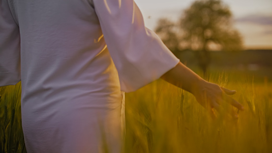 In the golden hour's embrace,a woman in a white dress gently touches cereal plants on the field during sunset. A poetic scene that captures the connection between humanity and the harvest of nature
