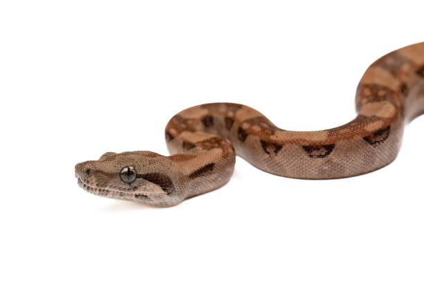 istock Mesmerizing Baby Boa Constrictor Close-Up: Exotic Wildlife on White Background 1814575319