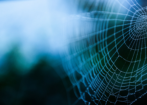 detail of a spider's web with dewdrops