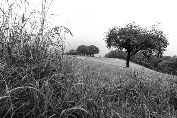 landscape in monochrome