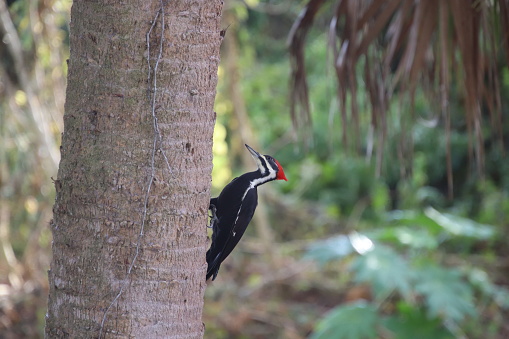 Pileated woodpecker in Big Cypress National Preserve