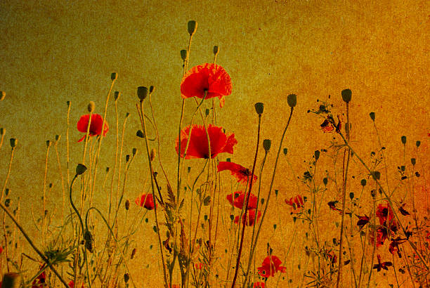 гранж фон poppies - red poppies audio стоковые фото и изображения