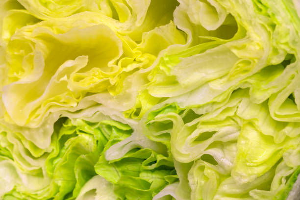 Iceberg lettuce, also known as ice lettuce, refers to several varieties of garden lettuce ( Lactuca sativa var. capitata nidus tenerimma ) with tightly closed heads ( head lettuce ). They belong to the crisphead group along with the Batavia lettuce, an older form with heads that open upwards.