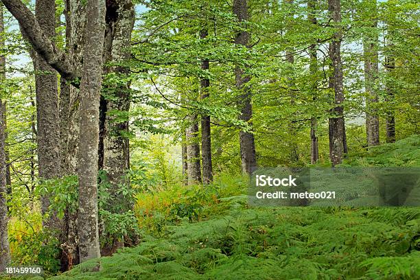Photo libre de droit de Forêt Verte Avec Feuille De Fougère banque d'images et plus d'images libres de droit de Arbre - Arbre, Arbre à feuilles caduques, Bois