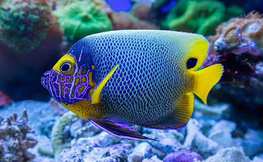 The yellow tang (Zebrasoma flavescens), also known as the lemon sailfin, yellow sailfin tang or somber surgeonfish , is a species of marine ray-finned fish belonging to the family Acanthuridae which includes the surgeonfishes, unicornfishes and tangs.