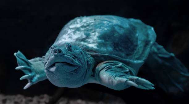 istock Frontal Close-up view of a Chinese softshell turtle (Pelodiscus sinensis) 1814592778