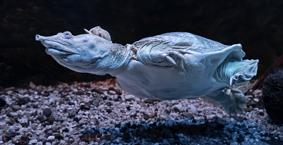 Close-up view of a Chinese softshell turtle (Pelodiscus sinensis)