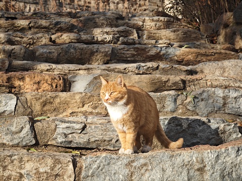 stray cat standing on the stone step