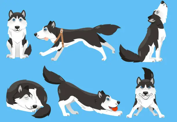 Vector illustration of Siberian Husky Purebred Dog Kennel Pup Puppy