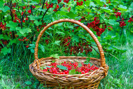 Basket of fresh red currants and bush of rose flower, natural light, top view.