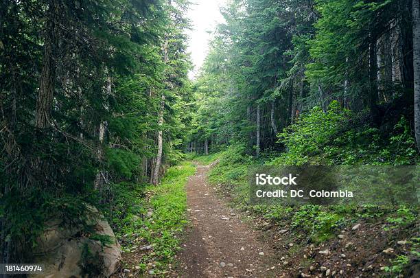 Evergreen Ruta Del Bosque Foto de stock y más banco de imágenes de Abeto Picea - Abeto Picea, Aire libre, Boscaje