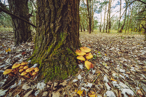 Pholiota cerifera