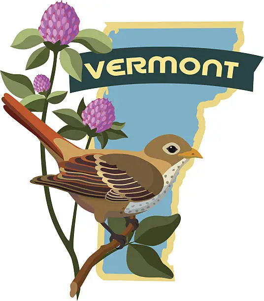 Vector illustration of Vermont state bird and flower