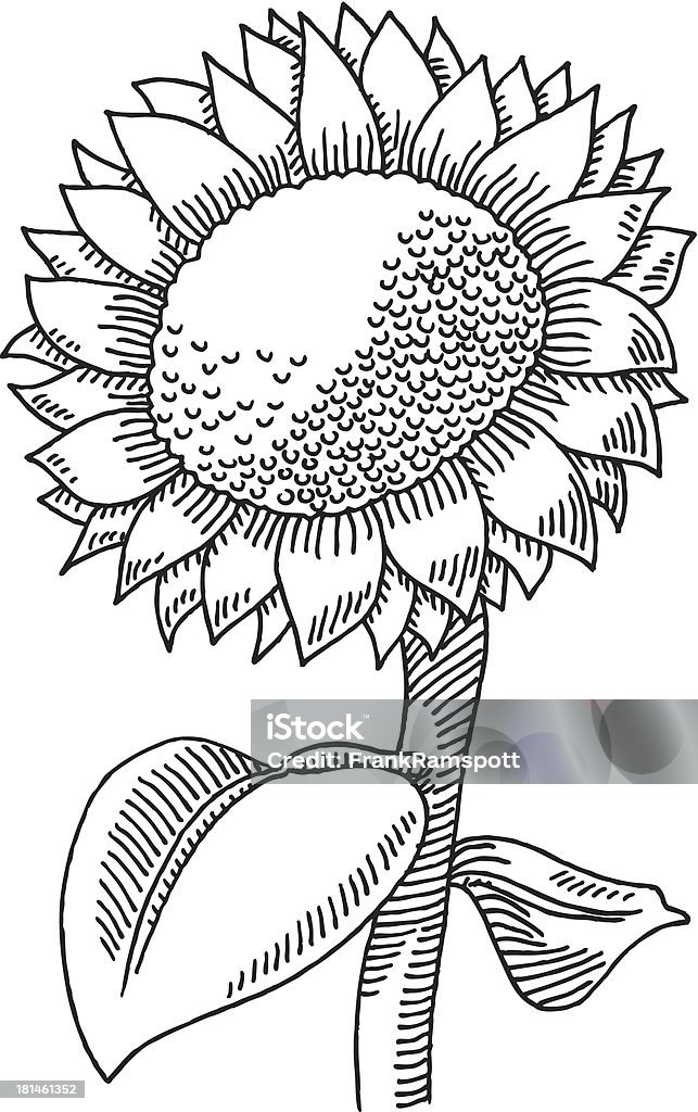 Sunflower Drawing Hand-drawn vector drawing of a Sunflower. Black-and-White sketch on a transparent background (.eps-file). Included files: EPS (v8) and Hi-Res JPG. Line Art stock vector