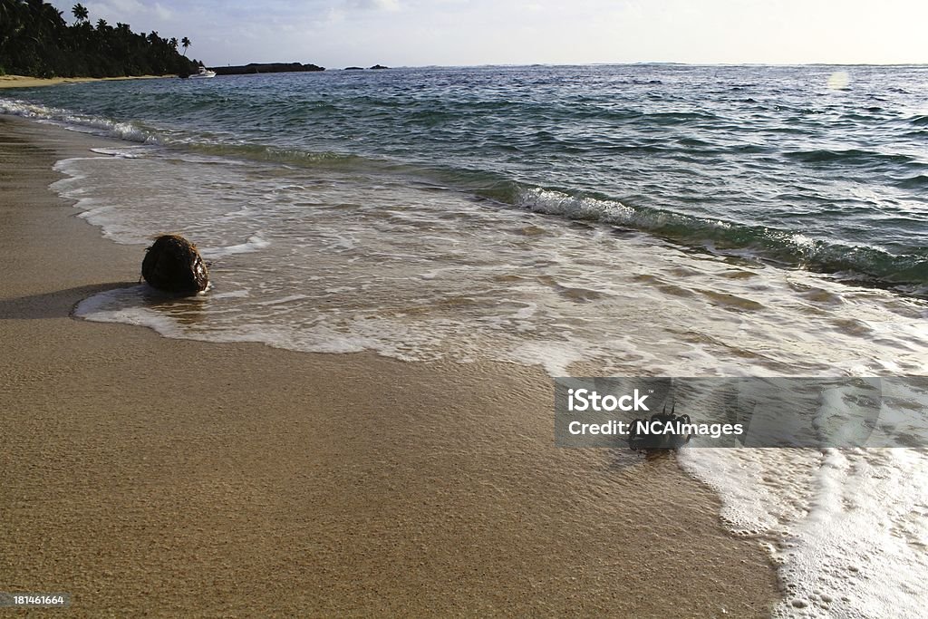 crabe, noix de coco, 게, 해변, 모래 - 로열티 프리 가냘픈 스톡 사진