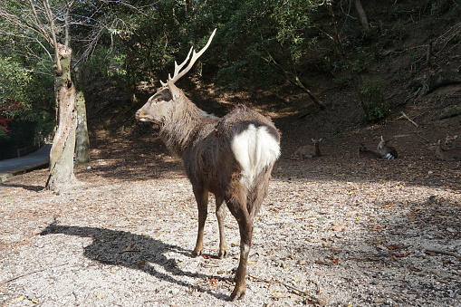 A stag with big horns