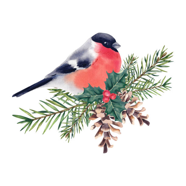 istock Bullfinch on a fir branch with cones and mistletoe. Christmas tree. Coniferous trees, pine. Watercolor illustration. Holidays. Christmas and New Year. 1814637169