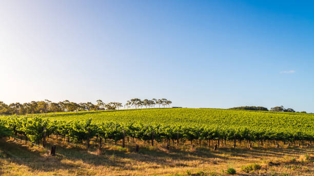 istock Vineyards in McLaren Vale at sunset 1814647578