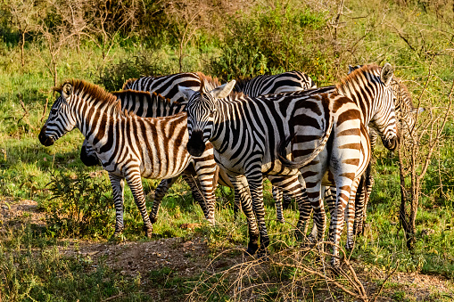 Zebra and her cub crossing the road in Serengeti National Park (Tanzania).