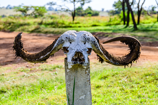 Skull of buffalo on pillar at Serengeti national park, Tanzania