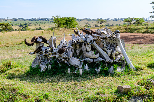 Pile of animal skulls and bones at Serengeti national park, Tanzania