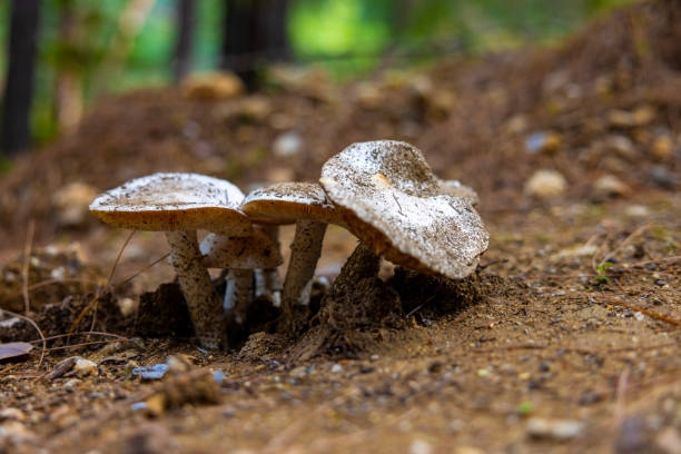 white mushrooms in the forest