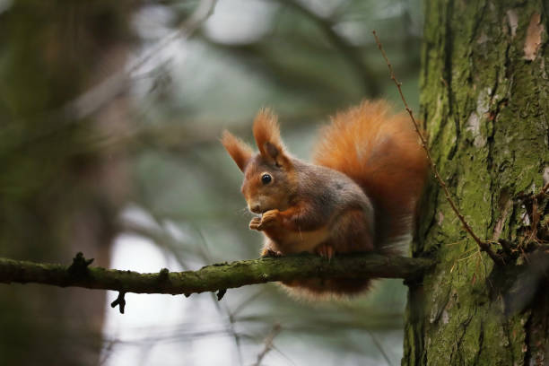 istock Cute red squirrel (Sciurus vulgaris) with long pointed ears sit on branch in autumn scene with nice deciduous forest in the background 1814656433