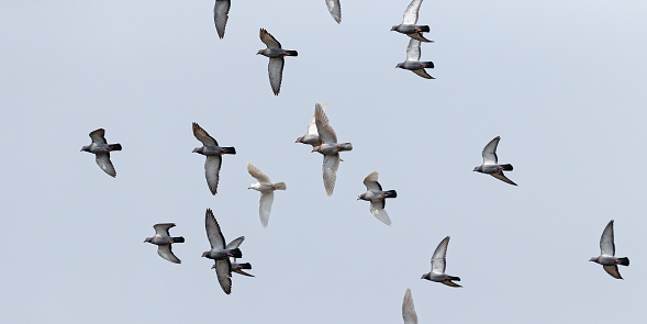 Daytime close-up from directly below of a flight of homing pigeons circling around in the sky, all flying in the same direction