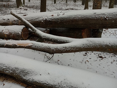 Cut tree trunks lie in a snowy forest. Fallen oaks during deforestation are piled up.
