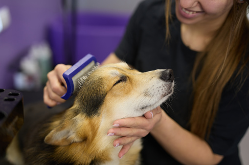Professional pet groomer takes care of a purebred Pembroke Welsh Corgi dog in a grooming salon