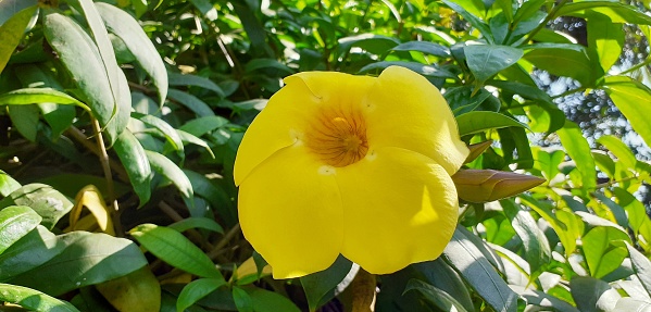 Allamanda is a Apocynaceae family evergreen flowering plant. Native place of this flowering plant is America.