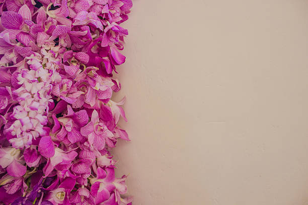 Beautiful pink Orchid,Thailand Close-up of pink orchid isolated on white background Sepal stock pictures, royalty-free photos & images