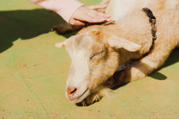 Cute cows, sheep, horses and goats on the farm