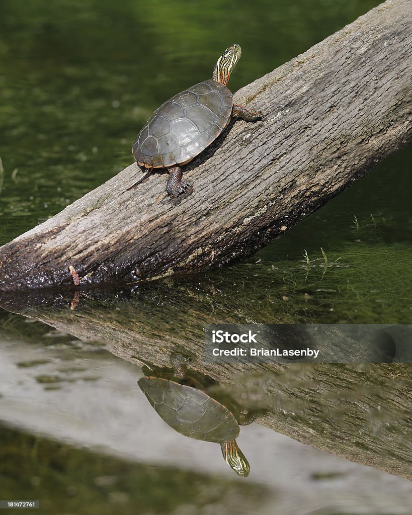 Painted Turtle leżą rejestru - Zbiór zdjęć royalty-free (Ameryka Północna)