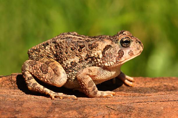 Free picture: fowlers, toad, frog