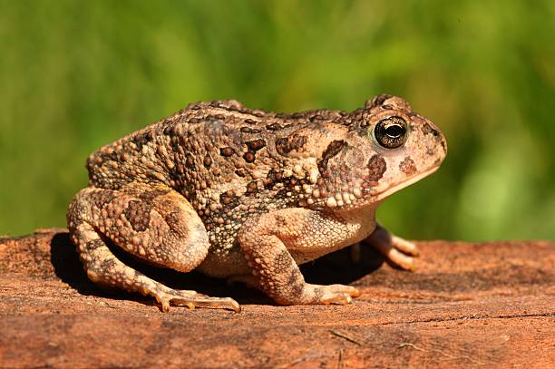 Fowlers toad (Anaxyrus Bufo fowleri) Fowlers toad (Anaxyrus Bufo fowleri) on a log with a green background amoeba photos stock pictures, royalty-free photos & images