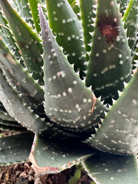 istock Aloe Vera plant 1814729212