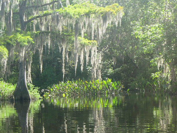 istock Spanish Moss in the Swamp 181473281