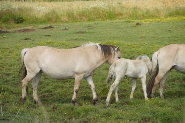 istock French Camargue Horse Pony 1814732977