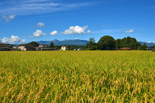 istock Mount Nasu and rice field 181473339