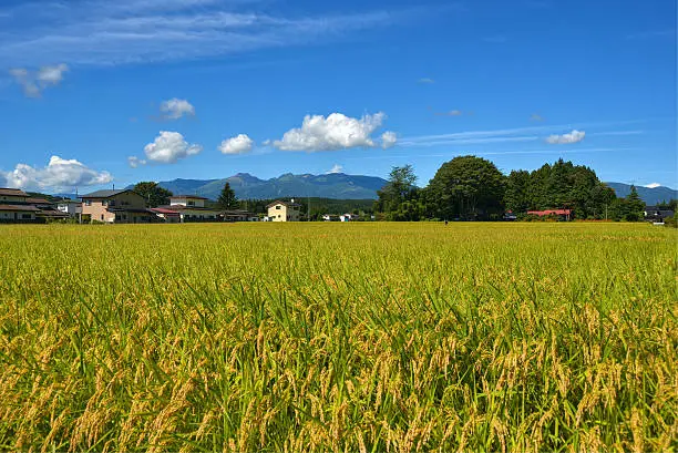 Mount Nasu and rice field, Shirakawa City, Fukushima, Japan.
