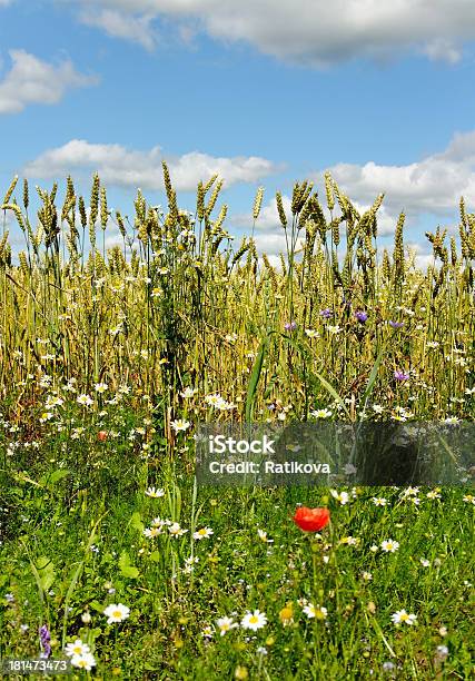 Borde De Campo Foto de stock y más banco de imágenes de Agricultura - Agricultura, Aire libre, Amapola - Planta