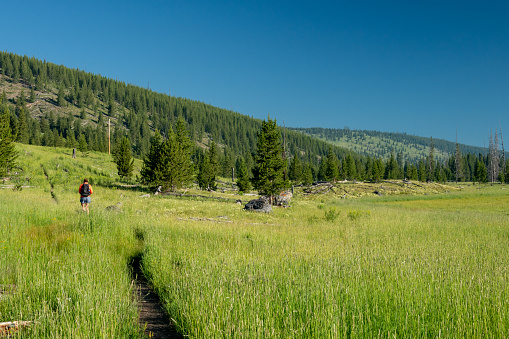 Hiker Passes Through Tall Grass Meadow On Narrow Trail in Yellowstone