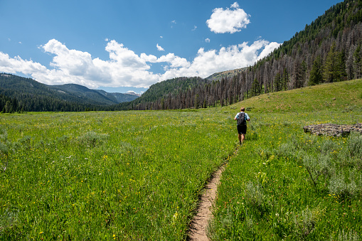 Man Hikes Through Meadow Toward Mount Holmes in Yellowstone