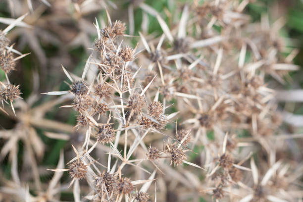 istock Thorny bushes, flower with thorns. 1814748385