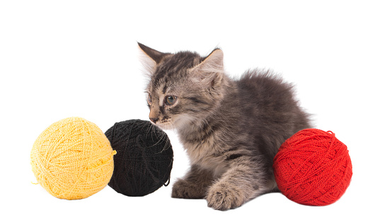 Little kitten with colorful balls of wool. Isolated on a white background. Close-up.