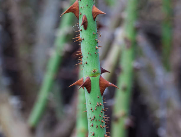 istock Thorns of rose close-up. Macro. 1814748605