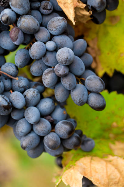 istock Large bunch of red wine grapes. 1814749022
