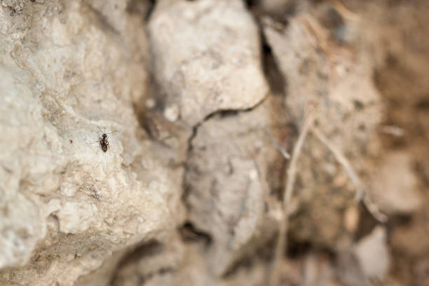 Close up of a damaged cement surface with a deep fissure, covered in moss and shadows.